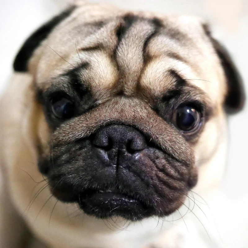 Pug o Carlino cara