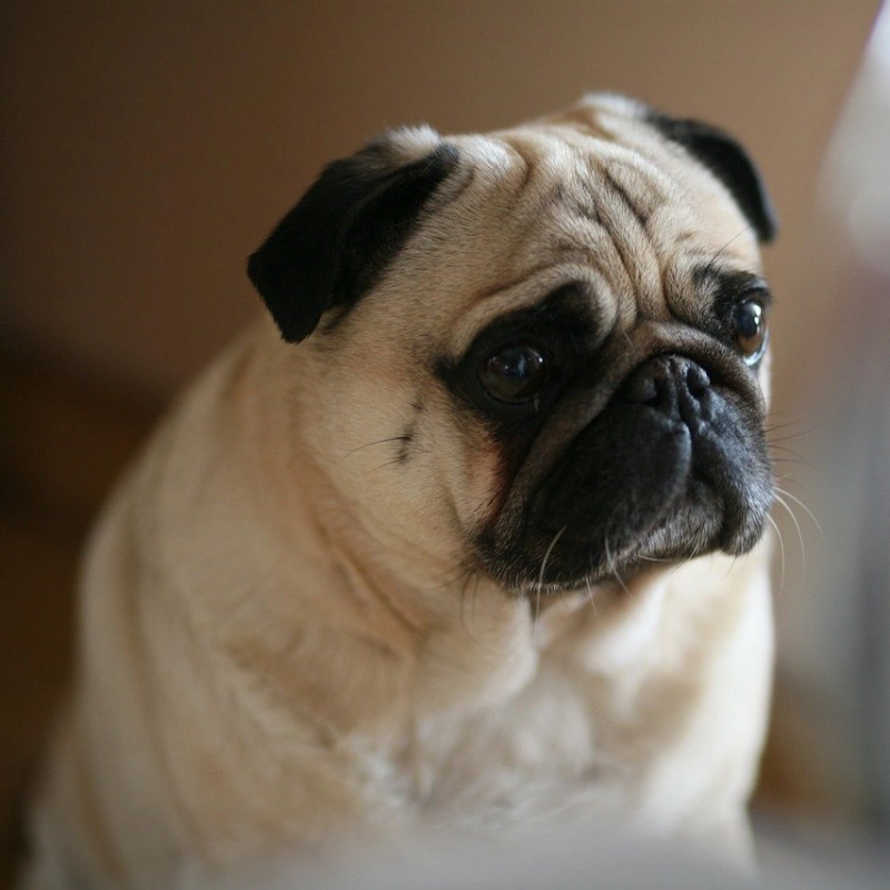 Pug sentado