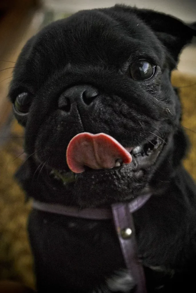 Pug o Carlino negro
