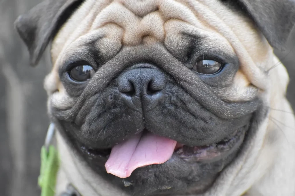 Carlino o Pug