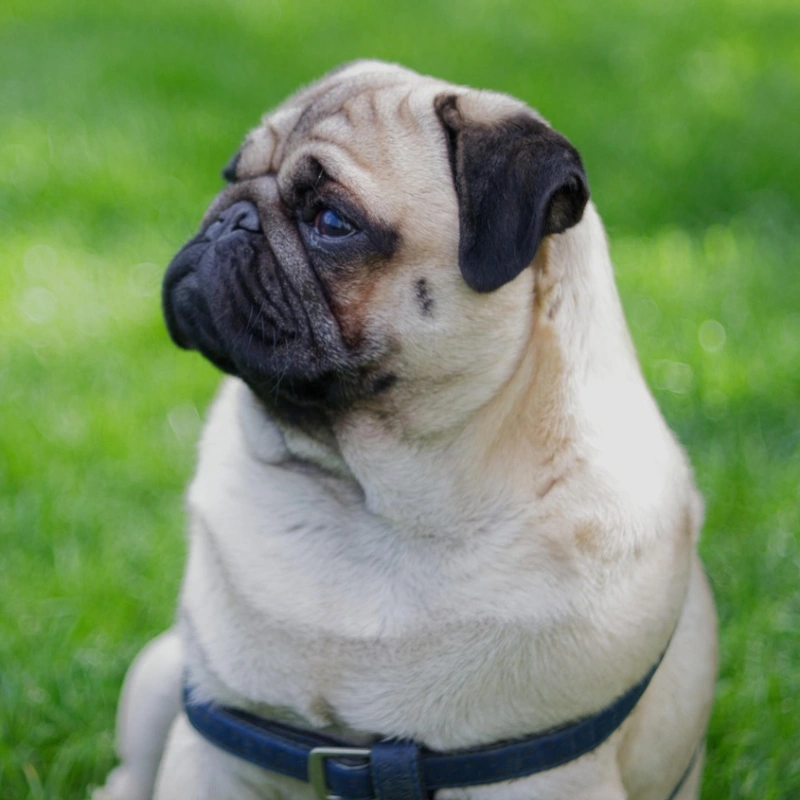 Pug o Carlino