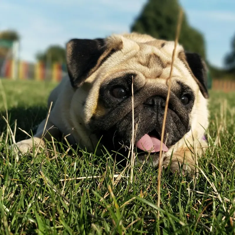 Pug o Carlino jardín