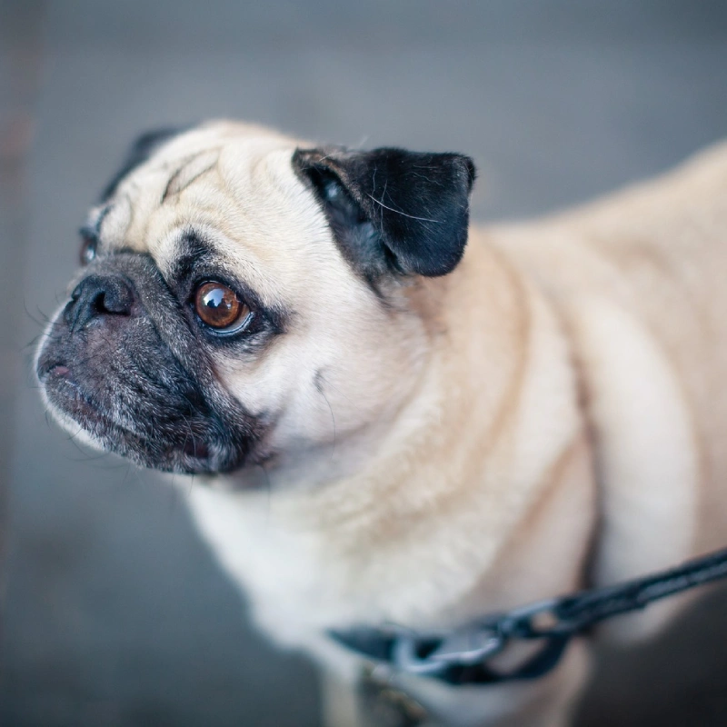 Pug o Carlino de paseo