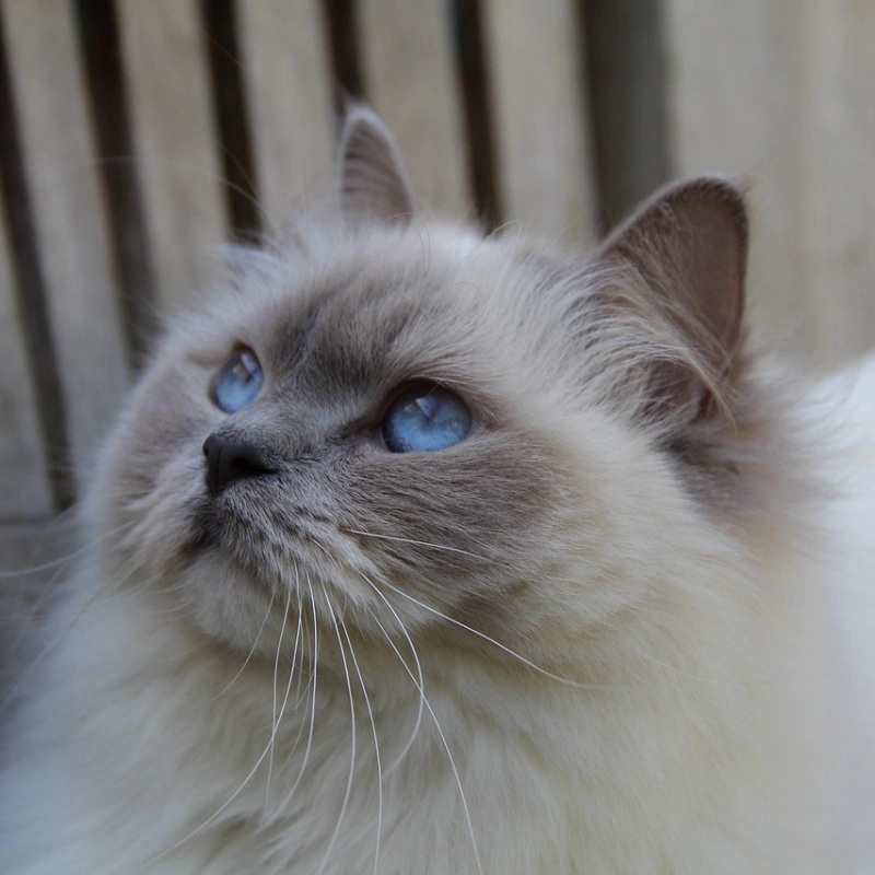 Ragdoll cara gris