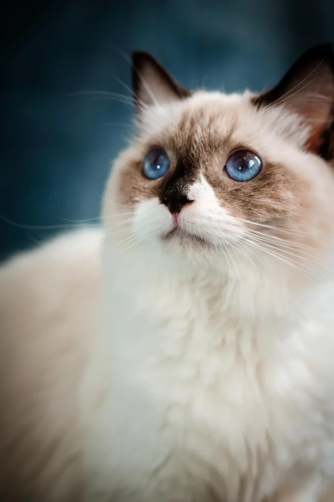 Ragdoll elegante