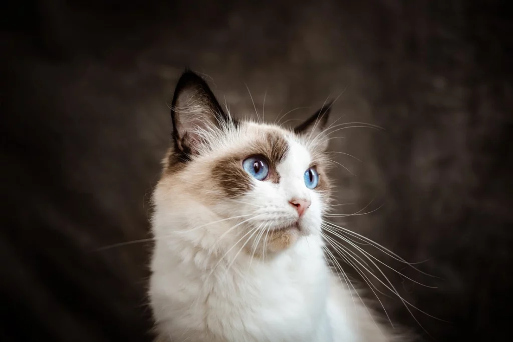 Ragdoll cara moteada
