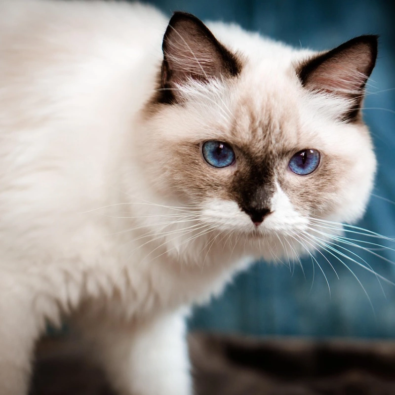 Ragdoll mirada