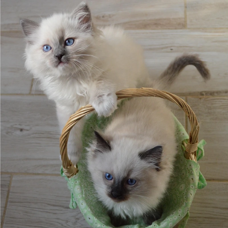 Ragdoll cachorros