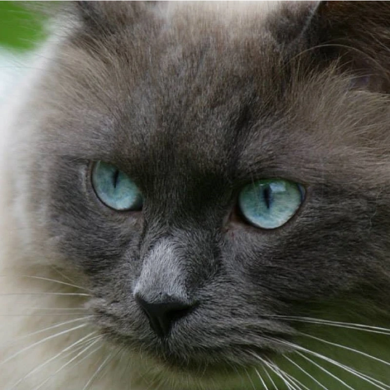 Ragdoll