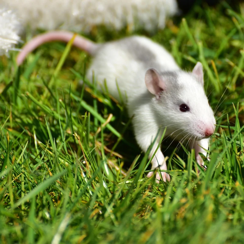 Rata doméstica blanca