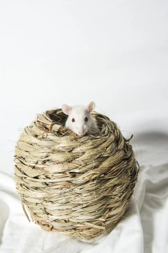 Rata doméstica cesta