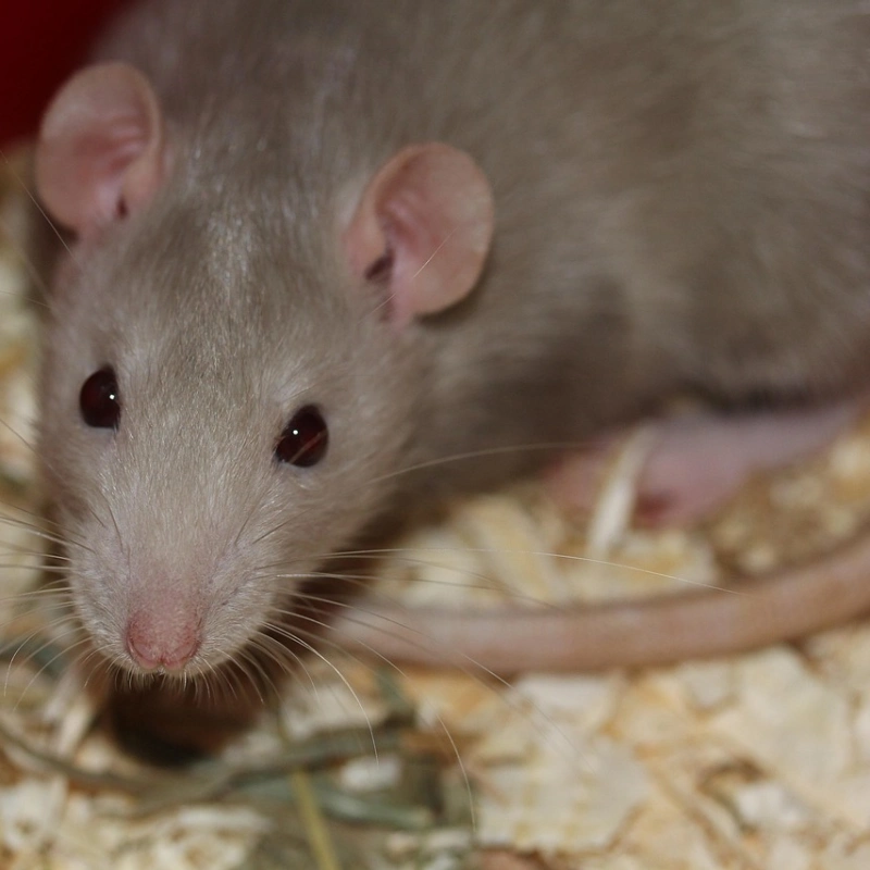 Rata doméstica gris