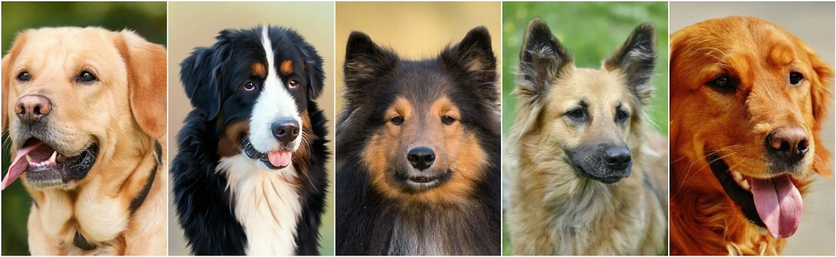 Razas de perros