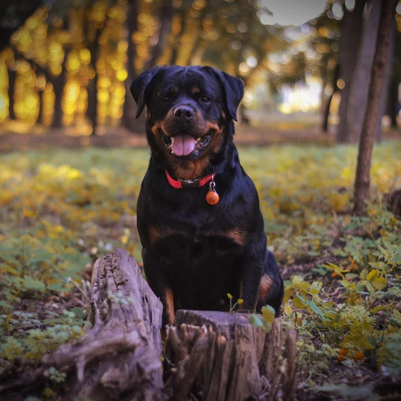 Rottweiler posando