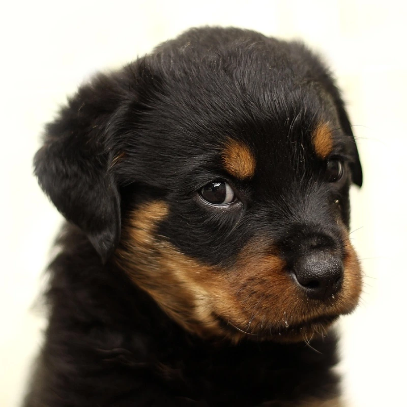 Rottweiler cara de cachorro