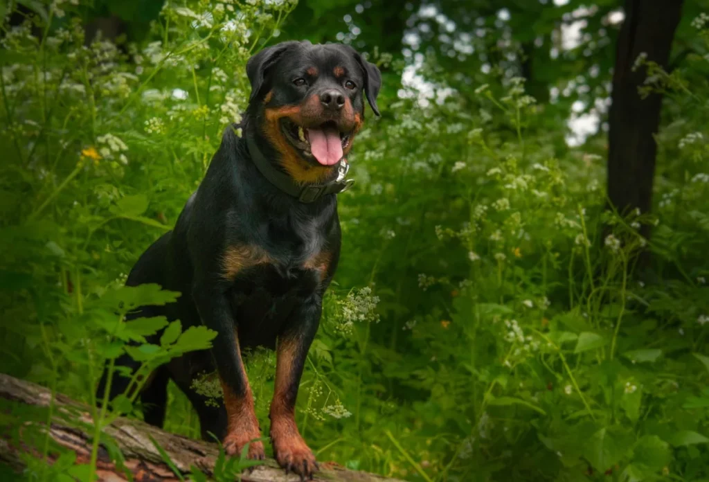 Rottweiler en el bosque