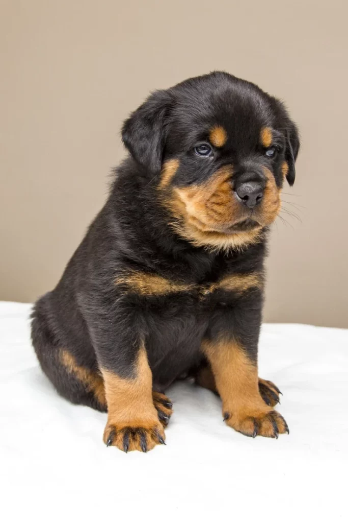 Rottweiler cachorro
