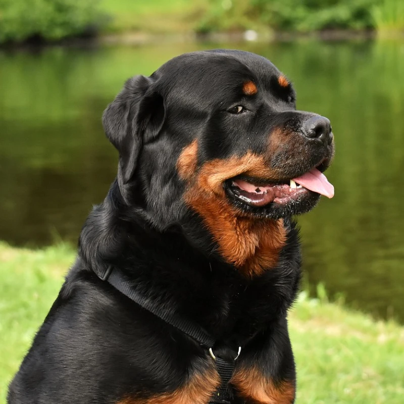 Rottweiler posando