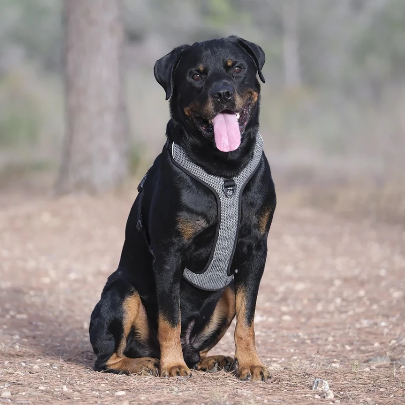 Rottweiler en el campo