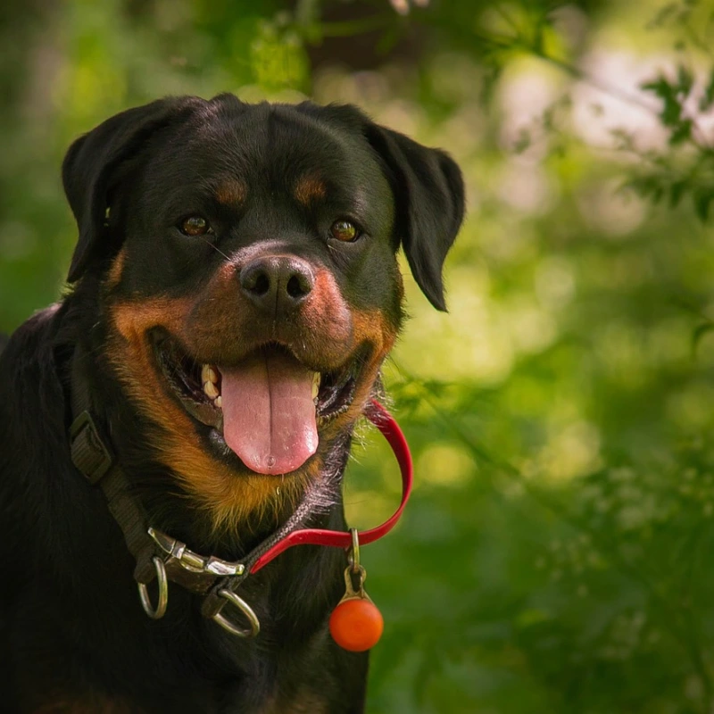 Rottweiler