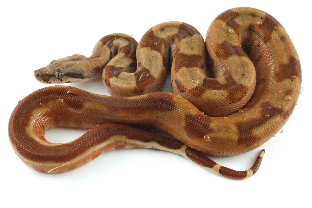 Serpiente inicio