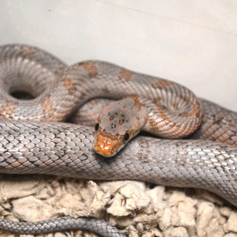 Serpiente del Maíz gris
