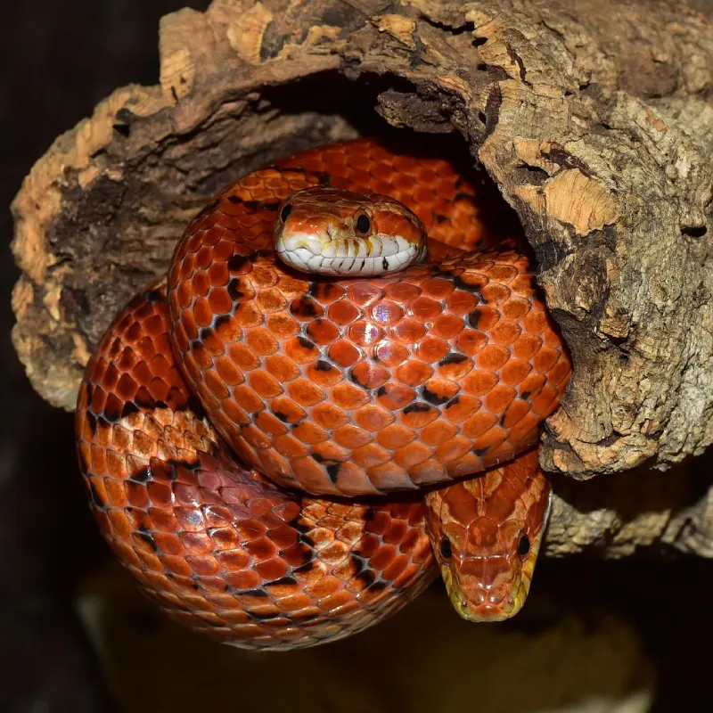 Serpiente del Maíz