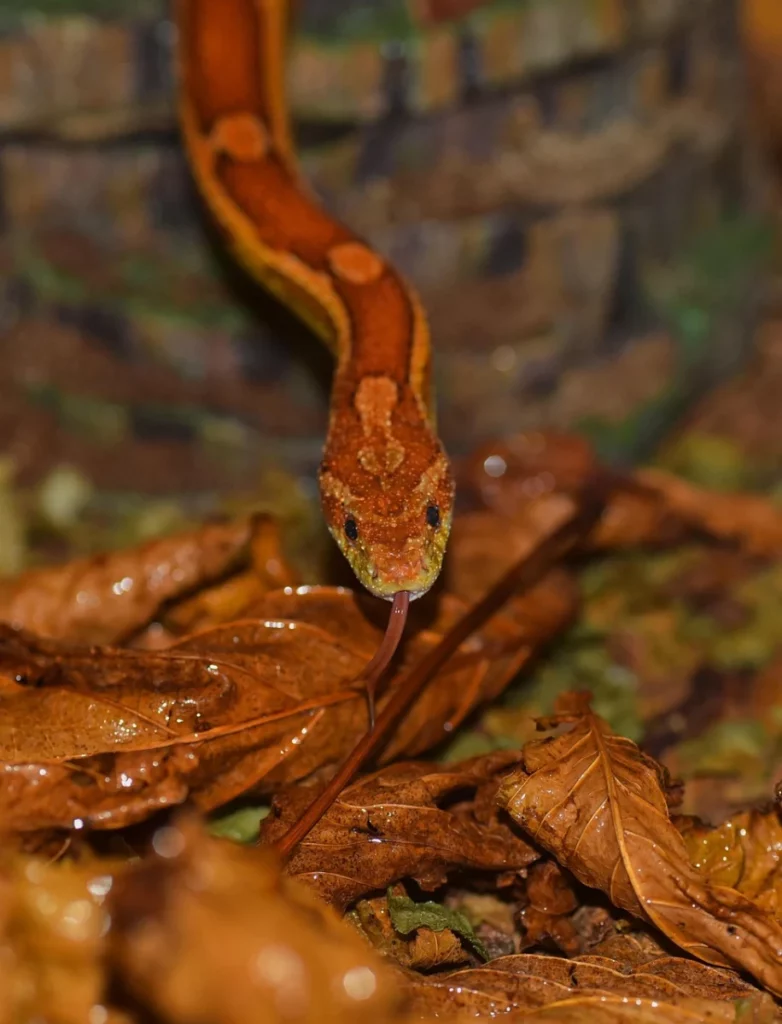 Serpiente del Maíz lengua