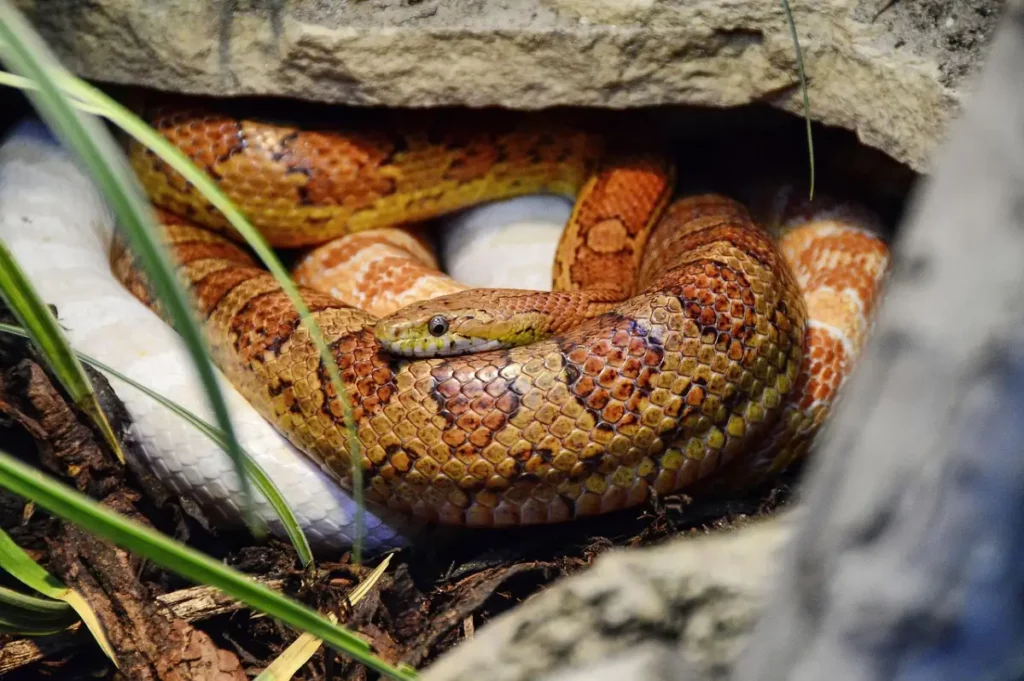 Serpiente del Maíz grupo