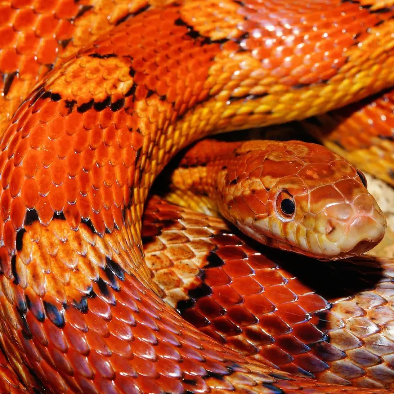Serpiente del Maíz (Pantherophis guttatus)