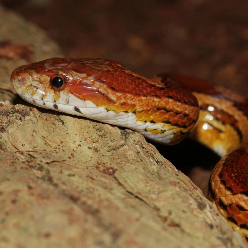 Serpiente del Maíz de perfil