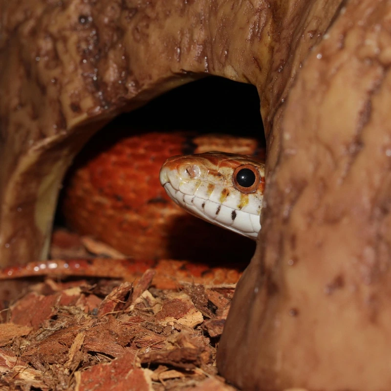Serpiente del Maíz casa