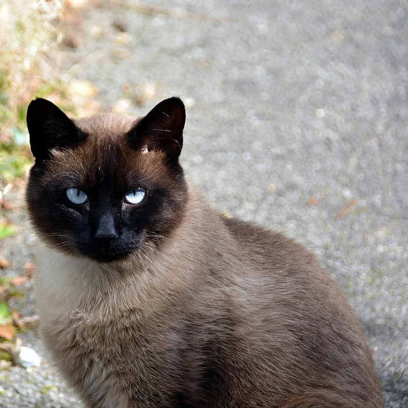 Siamés observando