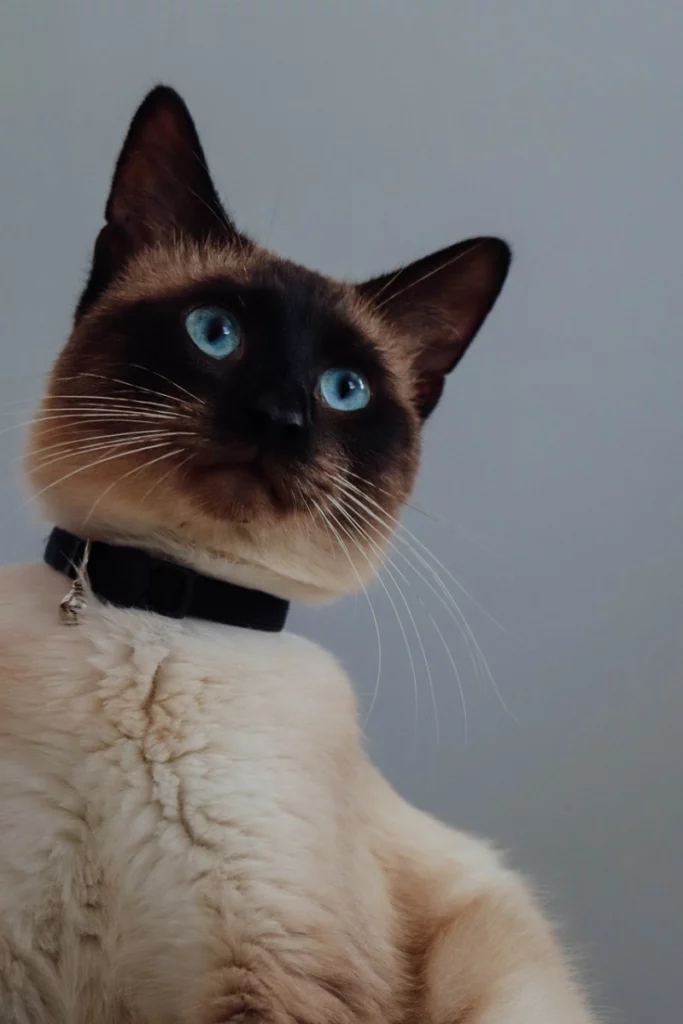 Siamés con collar