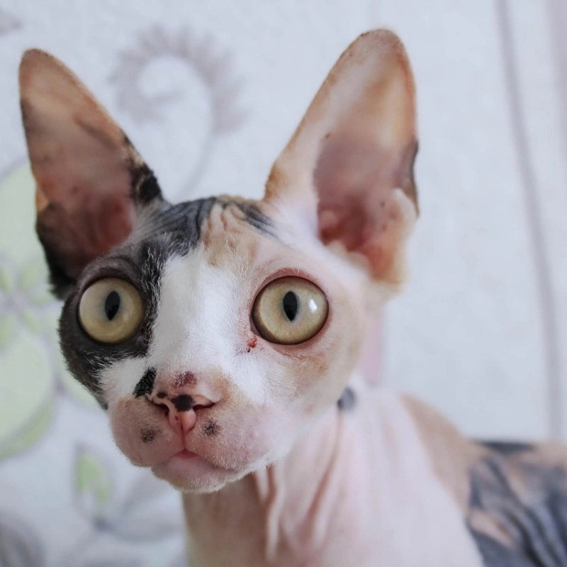 Gato Sphynx moteado