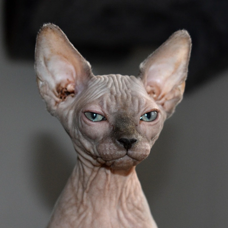 Sphynx cara