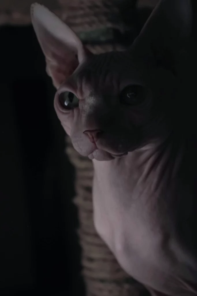 Sphynx observando