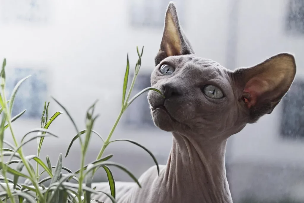 Gato Sphynx