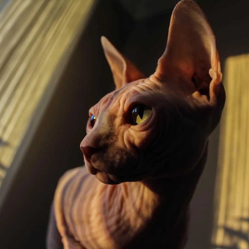 Sphynx