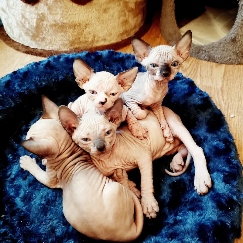 Sphynx cachorros
