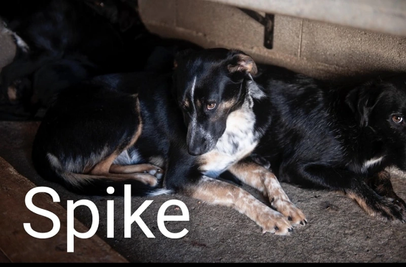 Spike
