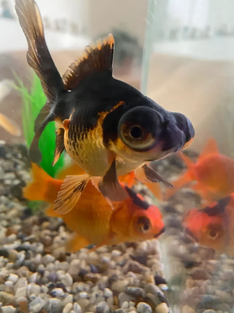 Pez Telescopio (Carassius auratus telescopium) en pareja