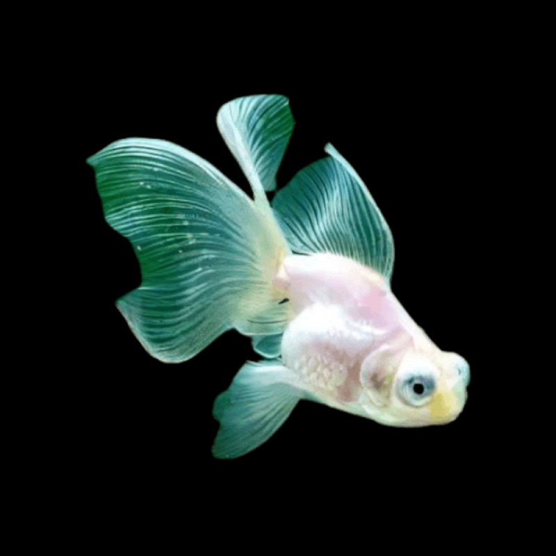 Pez Telescopio albino