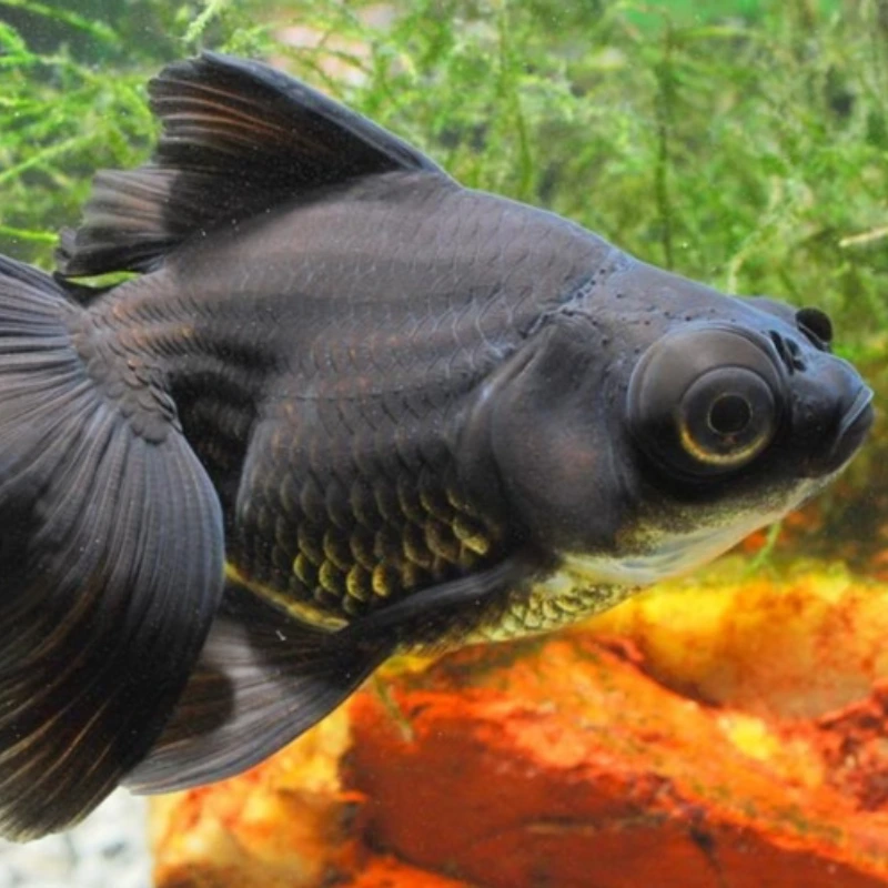Pez Telescopio negro