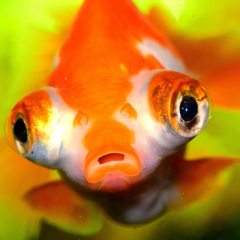 Pez Telescopio (Carassius auratus telescopium)
