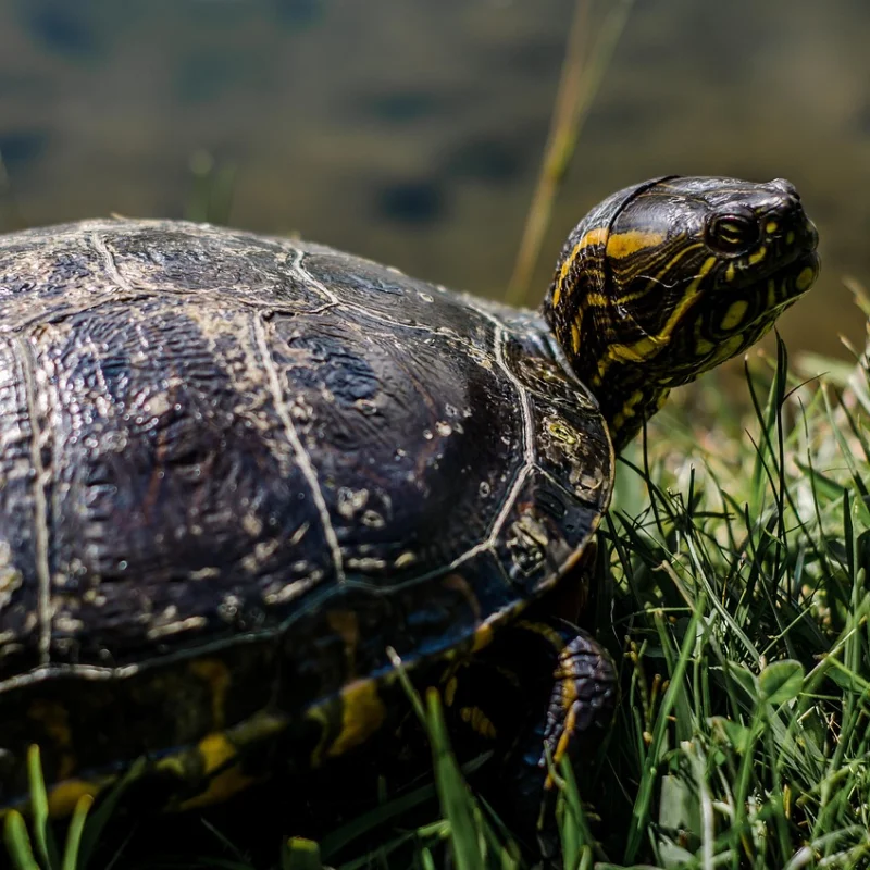 Tortuga amarilla