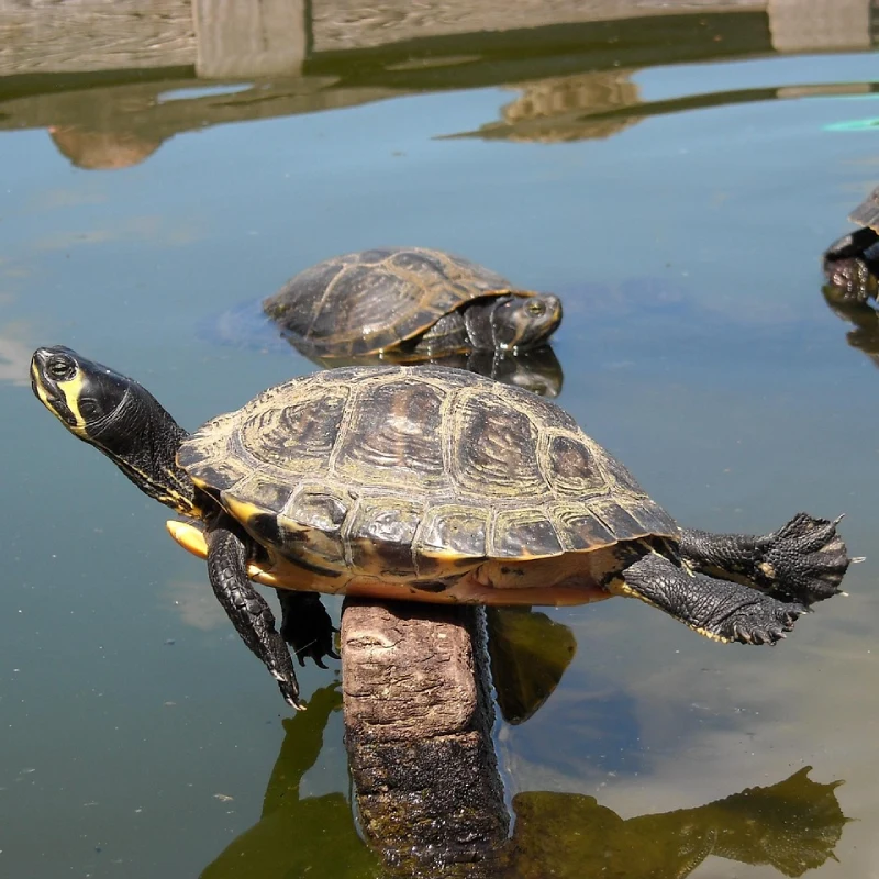 Tortuga amarilla estanque