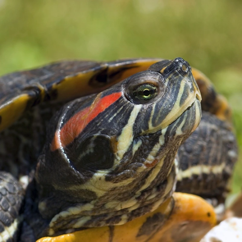Tortuga de Orejas Rojas