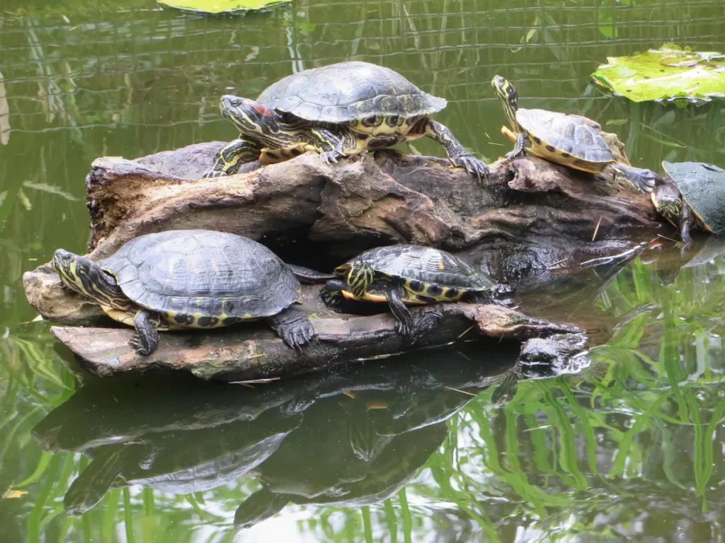Tortuga de Orejas Rojas y de agua en estanque