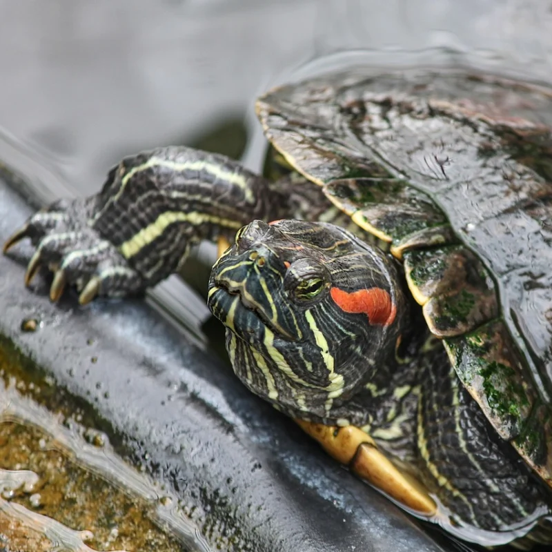 Tortuga de oreja roja